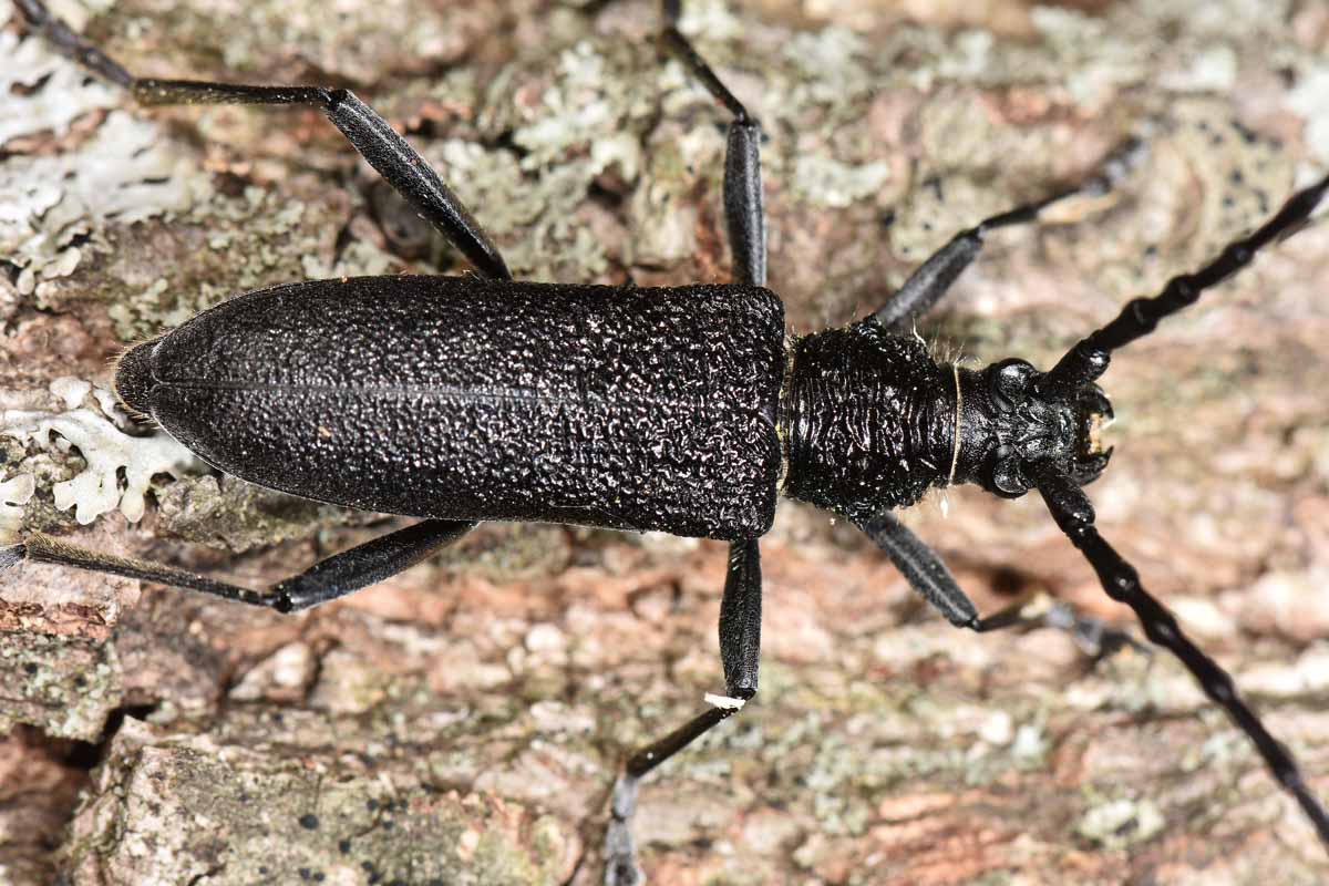 Cerambycidae: Cerambyx scopolii? S, femmina.
